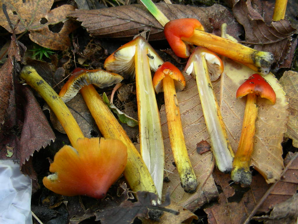 Hygrocybe conica ...